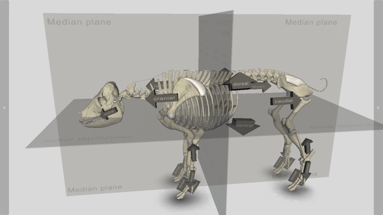 3D Pig Anatomy screenshot-3