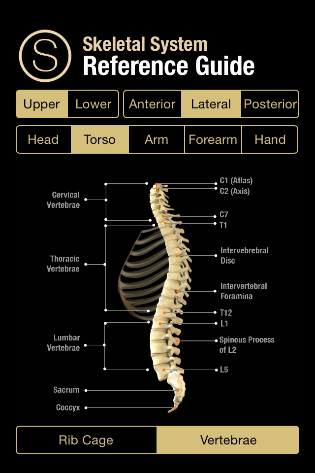 Human Skeleton Reference Guide screenshot 4