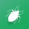 Insecta - Study Insects in AR