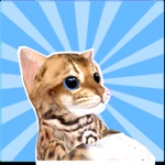 Kitty Cat Care