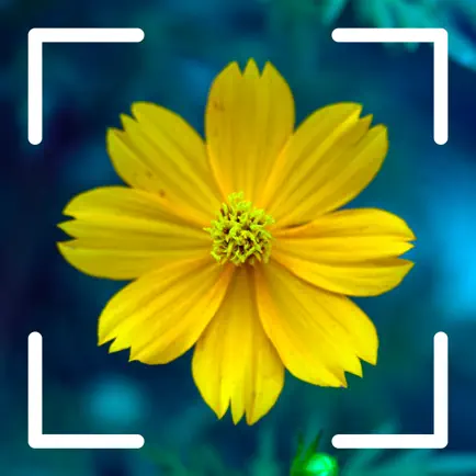 What Flower: растения признать Читы
