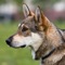 This program shows you all dog breeds from around the world