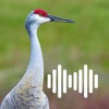 Hunting Calls: Sandhill crane