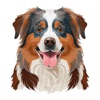 Australian Shepherd Stickers