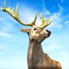 Hunting King : Wild Archery icon