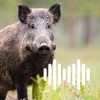 Hunting Calls: Pig