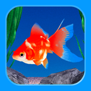 Goldfish - Aquarium Fish Tank