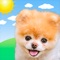 Boo Weather: Pomeranian Puppy