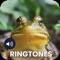 Download the Frog sounds and free mp3 ringtones