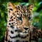 Icon Wild Leopard Family Life Sim
