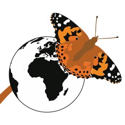 Butterfly Migration