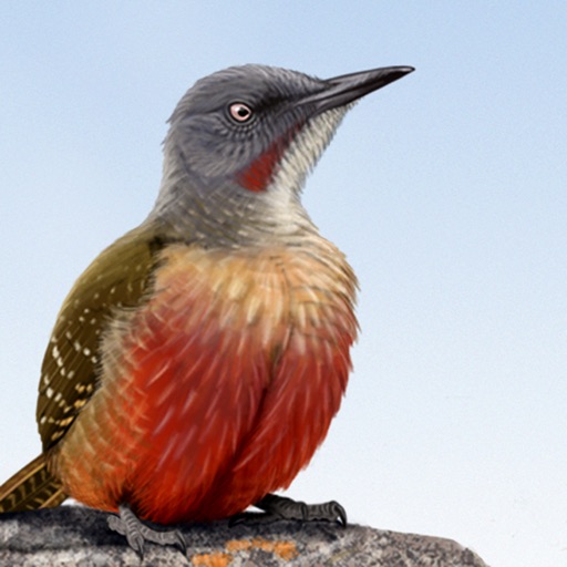 Sasol eBirds Southern Africa Download