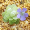 Pinguicula cultivation