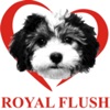 Royal Flush Havanese