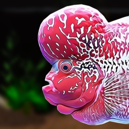 Flowerhorn Aquarium