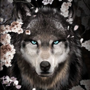 Lone Wolf Live Wallpapers HD