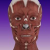 AMI Facial Anatomy