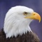 Icon Eagle Bird Wild Life Sim Games