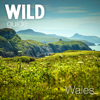 Wild Guide Wales - Wild Things Publishing Ltd