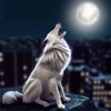 Wild Wolf Life In The City 3D