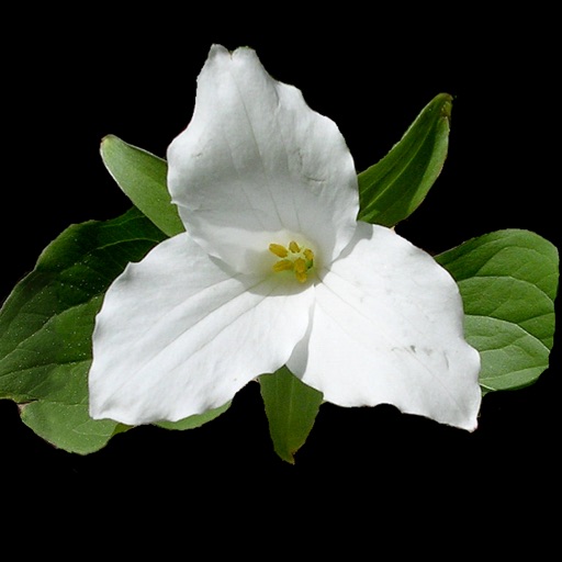 Ontario Wildflowers