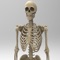 Get skeletal anatomy, common diseases, skeleton diagrams and quizzes