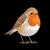 Collins British Bird Guide - NatureGuides Ltd.