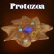 “Protozoa” is an education learning app