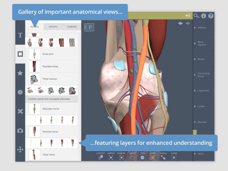 Knee: 3D Real-time Human Anatomy