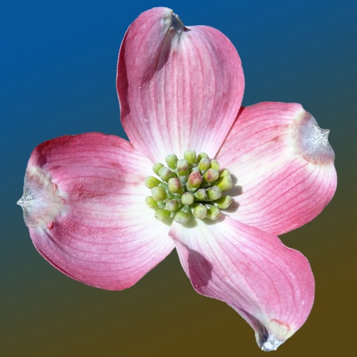 North Carolina Wildflowers iOS App