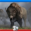 Wild Buffalo Simulator