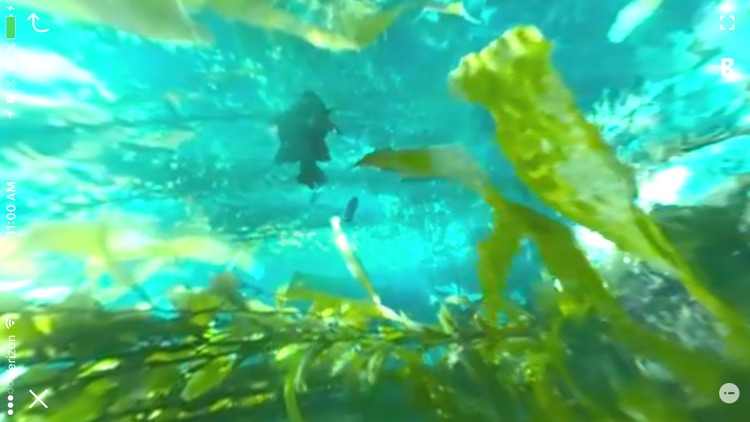 Subnautica New 2017 Edition