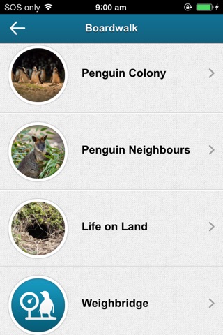 Penguin Parade, Phillip Island screenshot 3