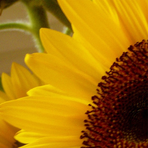 Creating Abundance in 21 days