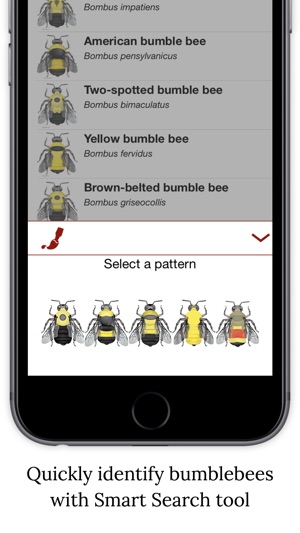 Bumble Bee Watch(圖3)-速報App