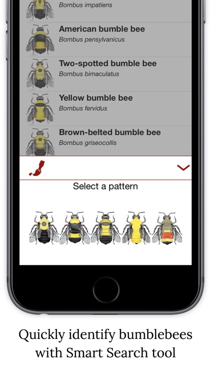 Bumble Bee Watch
