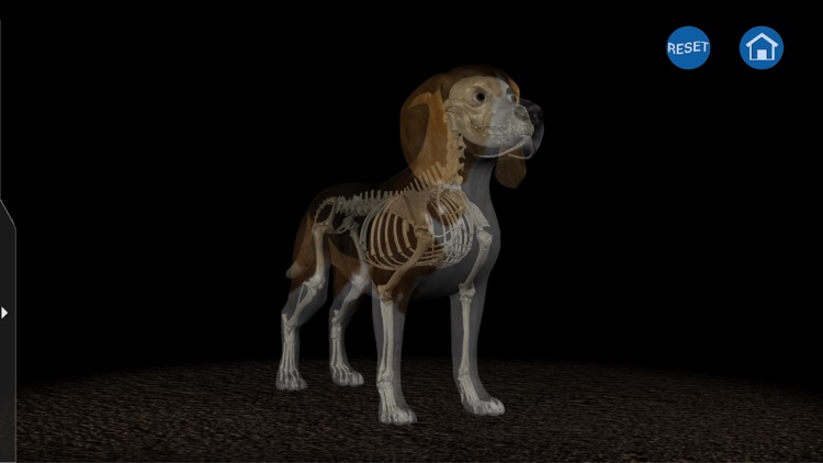 Osteology in Dogs