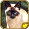 Cat lovers, try out cool cat games for kids