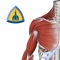 Introducing the ultimate 3D interactive resource for musculoskeletal anatomy
