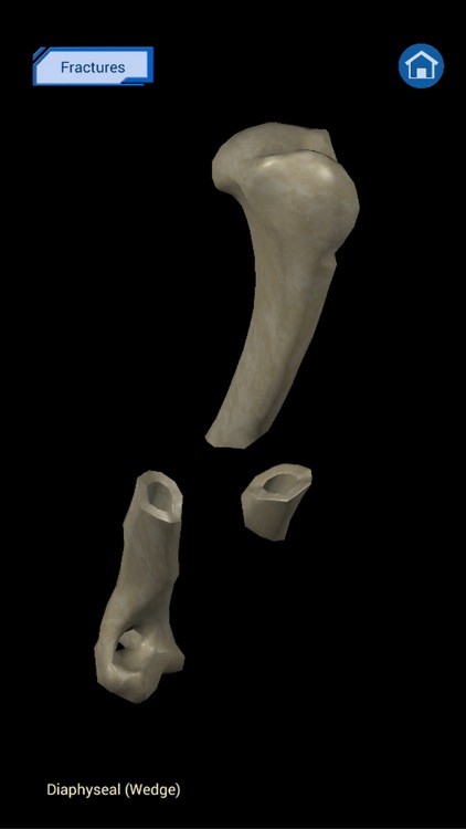 Osteology in Dogs