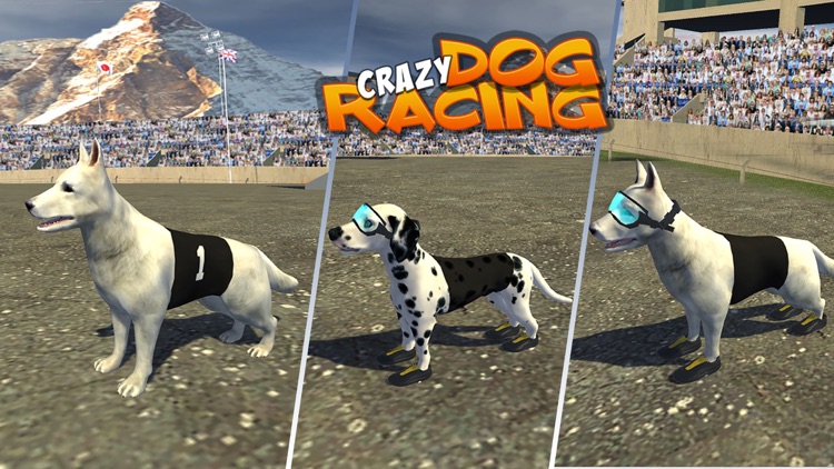 Crazy Dog Racing : Chase Racing Bunny With Pet Dog