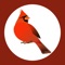 Get Popular Cardinal bird singing App for iPhone/iPad