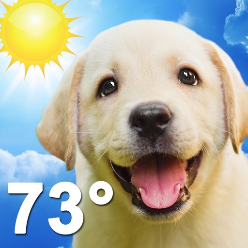 Weather Puppy
