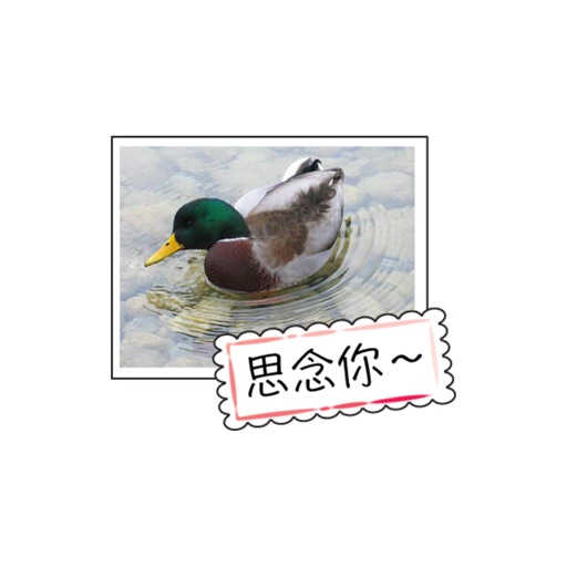 農場動物祝賀卡 stickers by wenpei