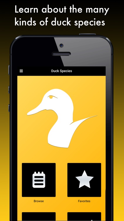 Duck Species: Types of Duck