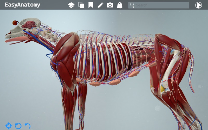 EasyAnatomy: 3D Canine Anatomy Free Download for PC and Mac (2020