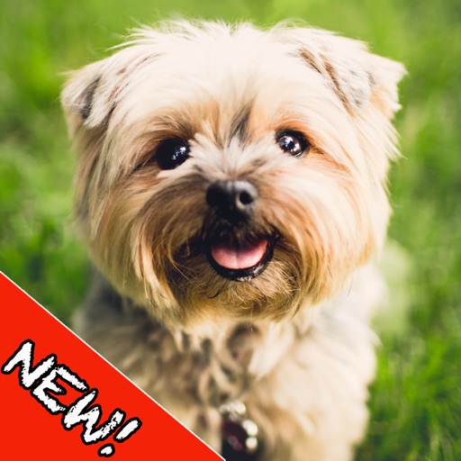 Dogs Memory - Cute Dogs Memory Match Game iOS App