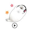 Animated Cute Seal Stickers