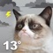 Smile or frown every time you check the weather with the grumpiest forecast ever