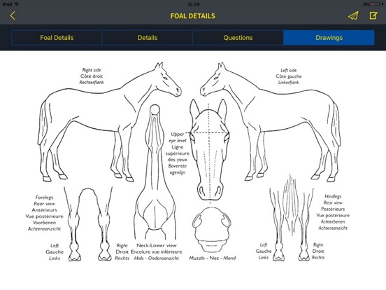 iPad Image of Equicty Horse Identity